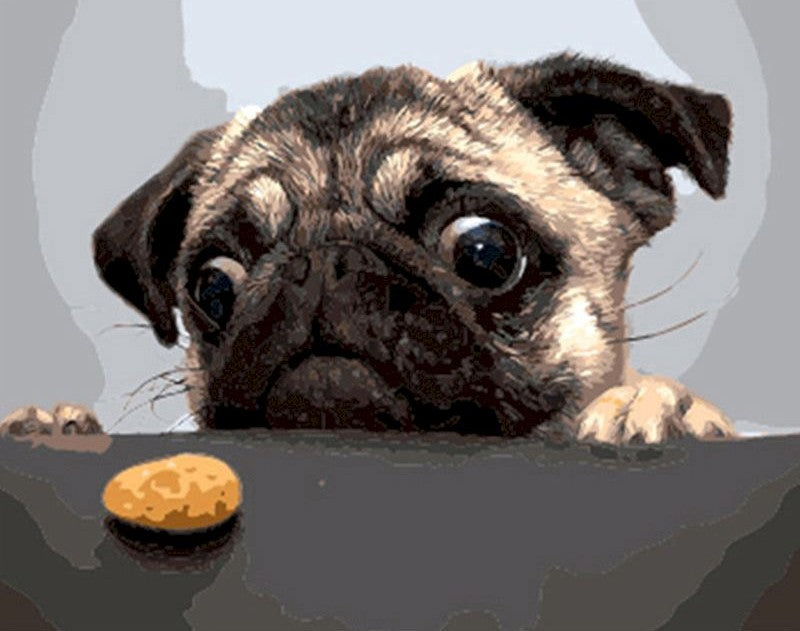 Pug y Galletas