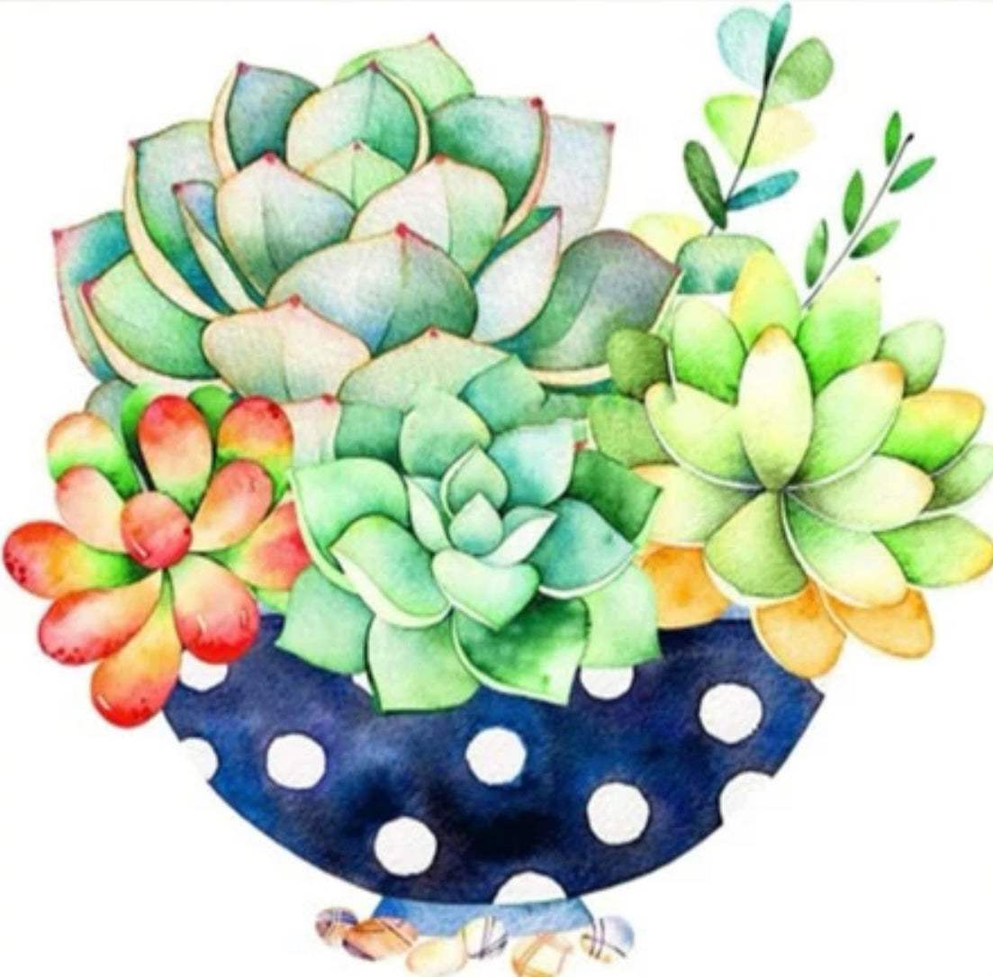 Tasita de Suculentas