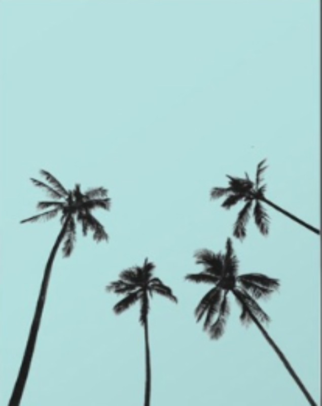Cielo de Palmas